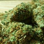 shatter weed