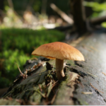 a magic mushroom in the forest