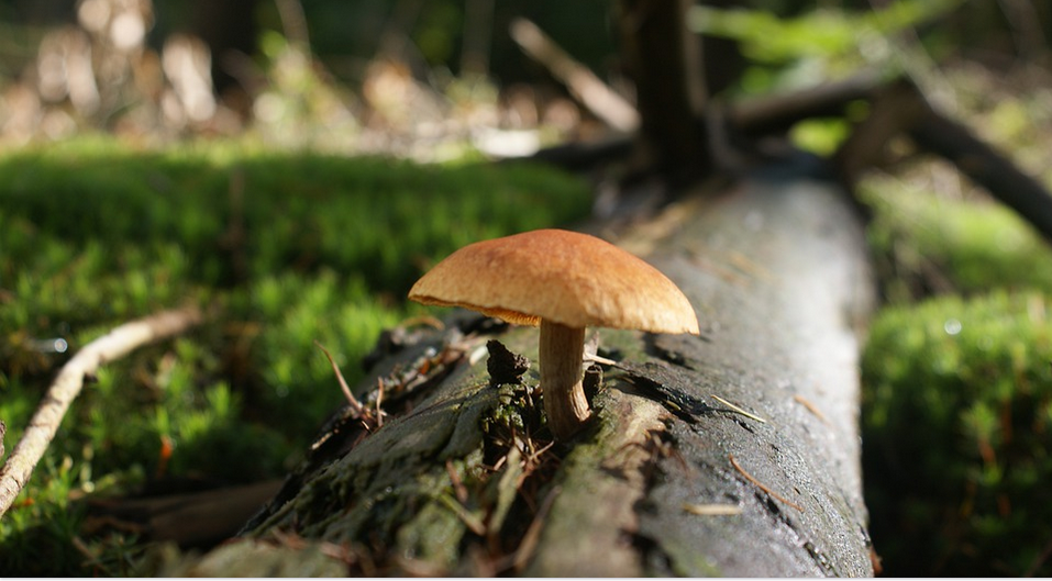 a magic mushroom in the forest