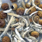 magic mushrooms
