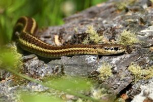 Garter Snake (Thamnophis)