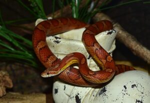 Corn Snake (Pantherophis Guttatus)