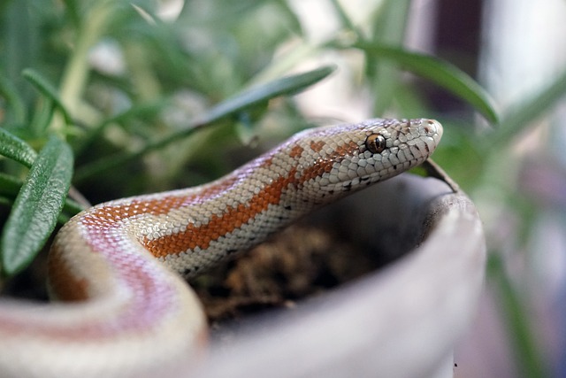Ball Python (Python Regius)